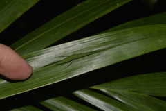 Mastighaphoides haffneri