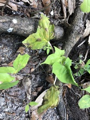 Ipomoea alba