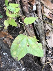 Ipomoea alba