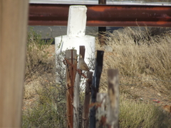 Cercotrichas coryphoeus coryphoeus