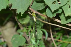 Anax nigrofasciatus