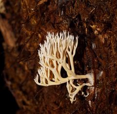 Phaeoclavulina ochracea