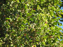 Pitangus sulphuratus