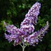 Butterfly Bush - Photo (c) Izigabo, some rights reserved (CC BY-SA)