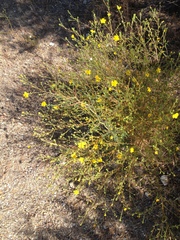 Deinandra pentactis