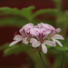 Citrosa Geranium - Photo (c) madrioso, some rights reserved (CC BY-NC-ND)