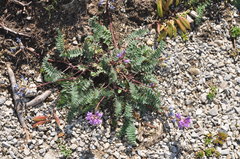 Oxytropis montana