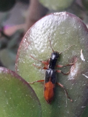 Cymatodera hopei