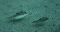 Canthigaster petersii