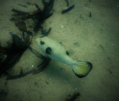 Arothron immaculatus