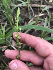 Platanthera flava flava