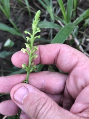 Platanthera flava flava