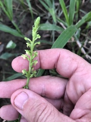 Platanthera flava flava