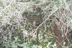 Turdus tephronotus