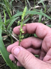 Platanthera flava flava