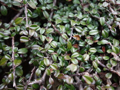 Cotoneaster congestus