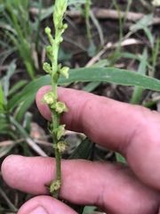 Platanthera flava flava