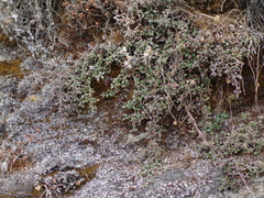 Cotoneaster congestus