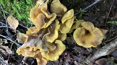 Craterellus melanoxeros