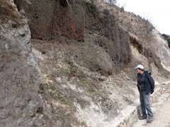 Cotoneaster congestus
