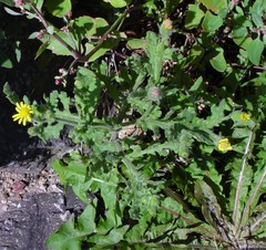 Senecio viscosus