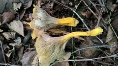 Craterellus melanoxeros