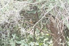 Turdus tephronotus