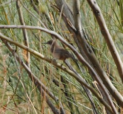 Curruca iberiae