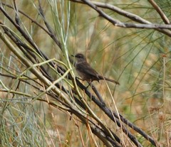Curruca iberiae