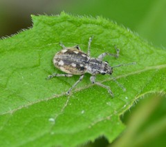 Pantomorus albosignatus