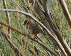 Curruca iberiae