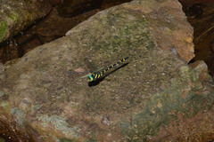 Anotogaster sieboldii