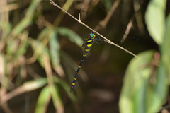 Anotogaster sieboldii