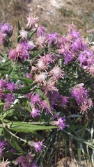 Saussurea salicifolia