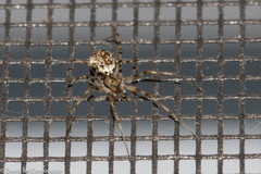 Drapetisca alteranda