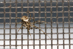 Drapetisca alteranda