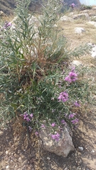 Saussurea salicifolia