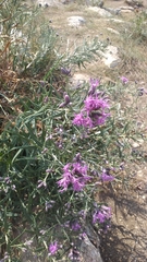 Saussurea salicifolia