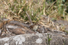 Prinia crinigera
