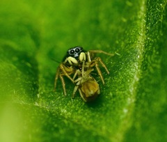 Heliophanus camtschadalicus