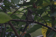 Staphida castaniceps