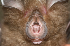 Rhinolophus pearsonii
