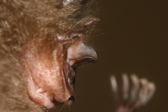 Rhinolophus pearsonii