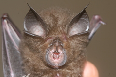 Rhinolophus pearsonii