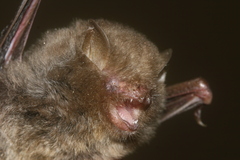 Kachin Woolly Bat photo 1
