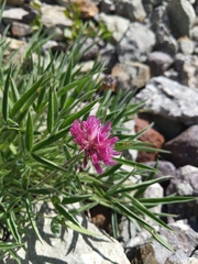 Trifolium attenuatum