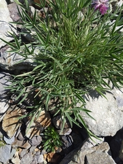 Trifolium attenuatum