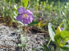 Ruellieae