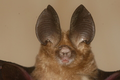 Hipposideros pomona