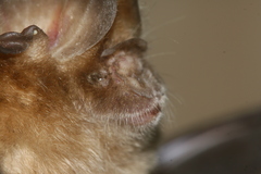 Hipposideros pomona